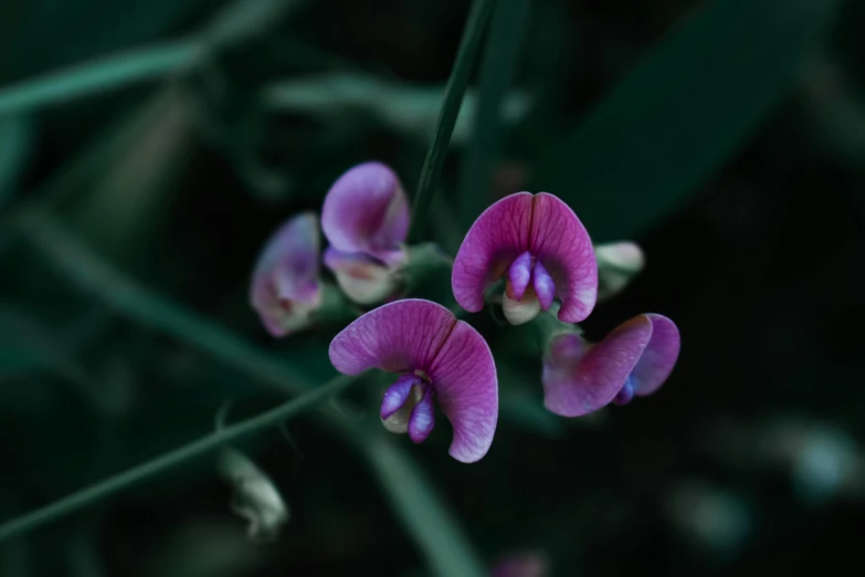three pink orchids are blooming on an green stem