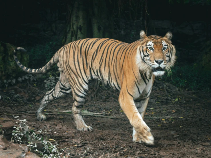 there is a very large tiger walking on the ground