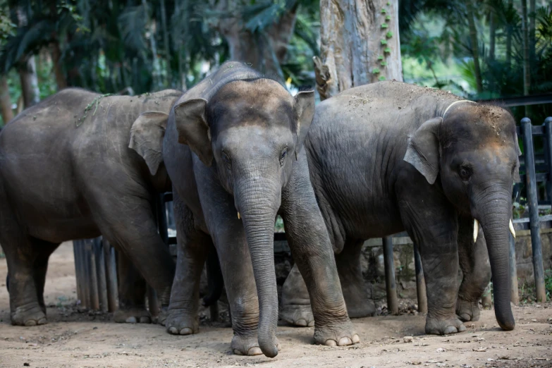 three adult elephants walk next to each other in the dirt