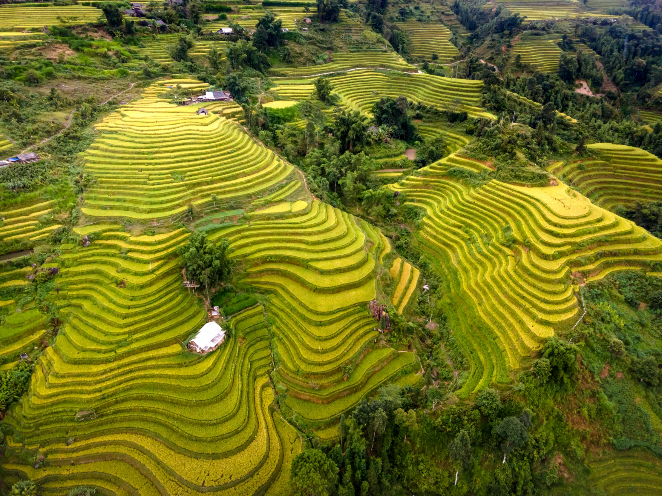 rice fields are green in the valley