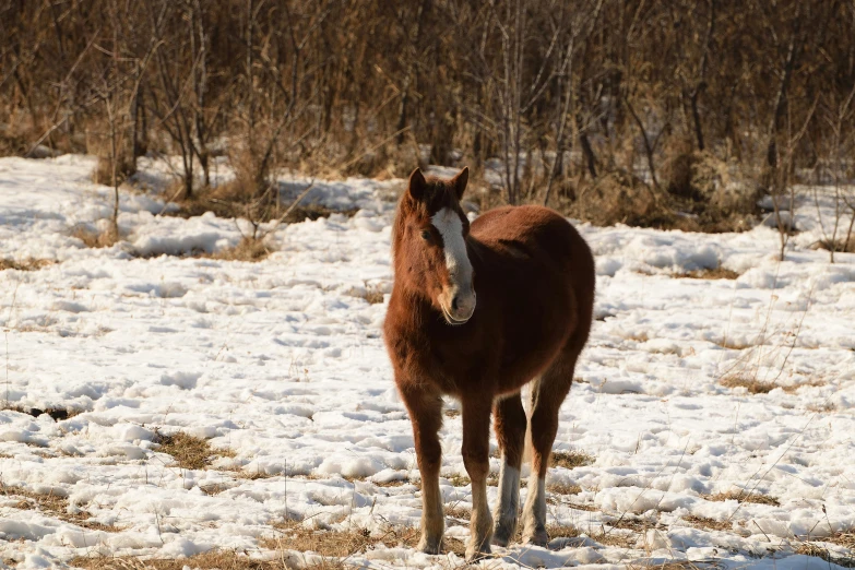 a brown horse standing in the middle of a field