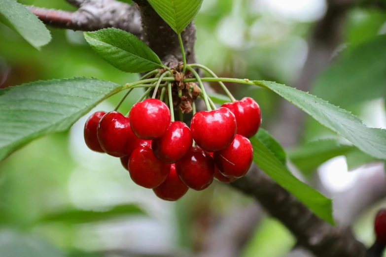 a berry cluster hangs from a tree nch