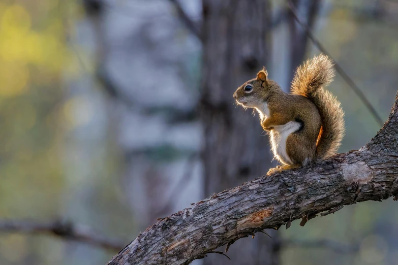 an adorable little squirrel is sitting on a nch