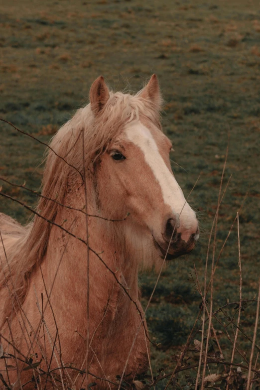 a brown horse is standing in some grass