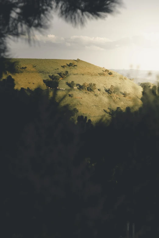 an image of a field with sheep in the background