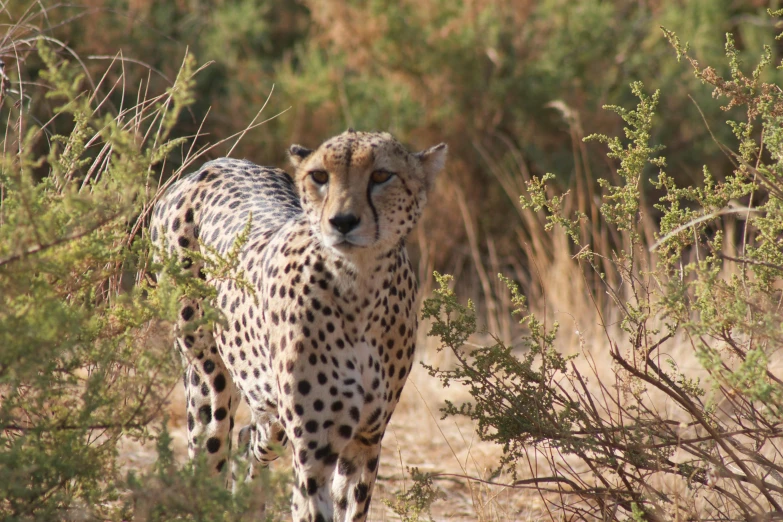 the cheetah has very large spots on it's fur