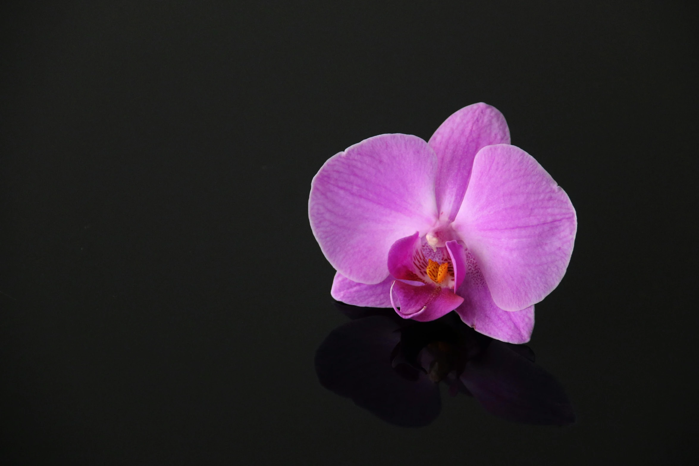 a single pink flower with its petals turned sideways