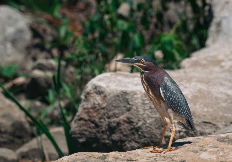 a close up of a bird on top of a rock