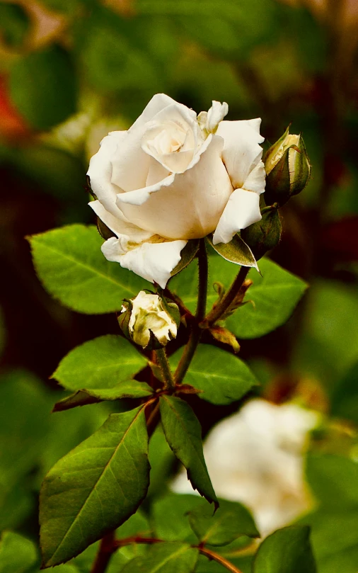 a white rose with green leaves around it