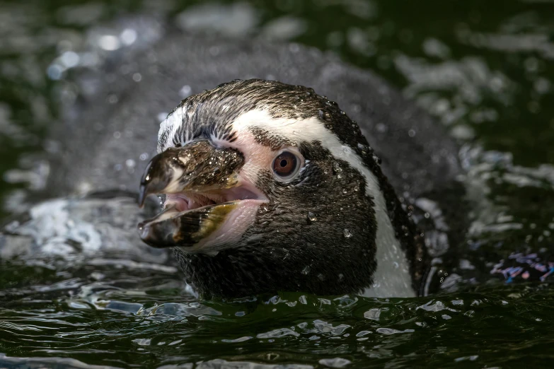 a penguin holds a fish in its mouth while swimming in the water