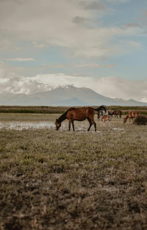 some horses in the middle of a field