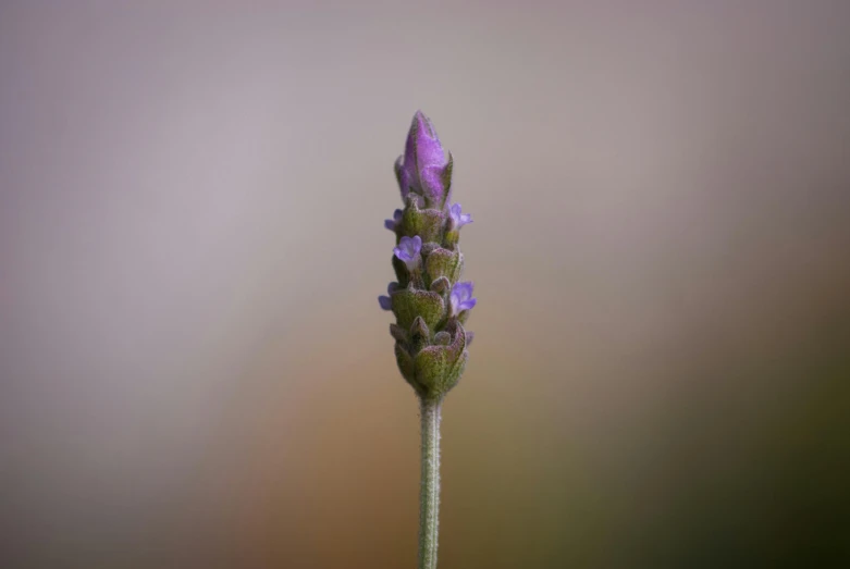 a single purple flower with leaves sticking out