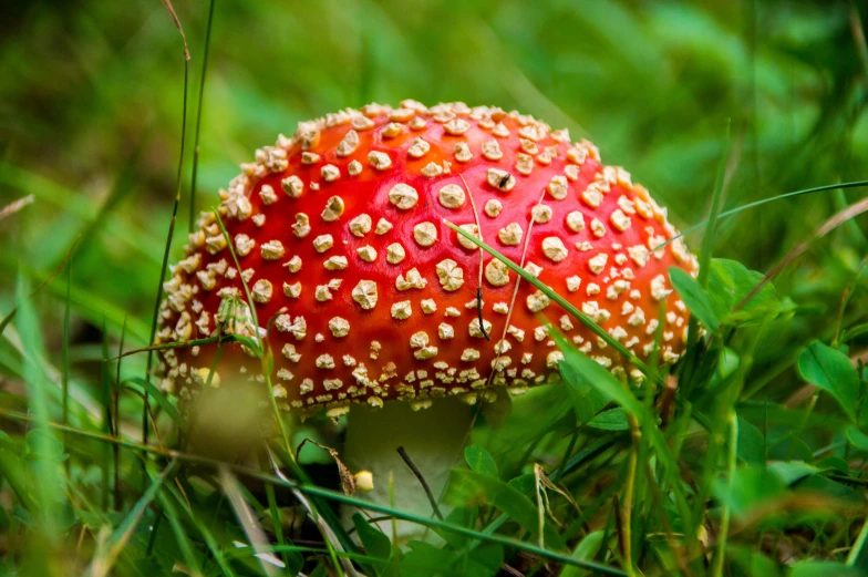 a red mushroom is growing in the grass