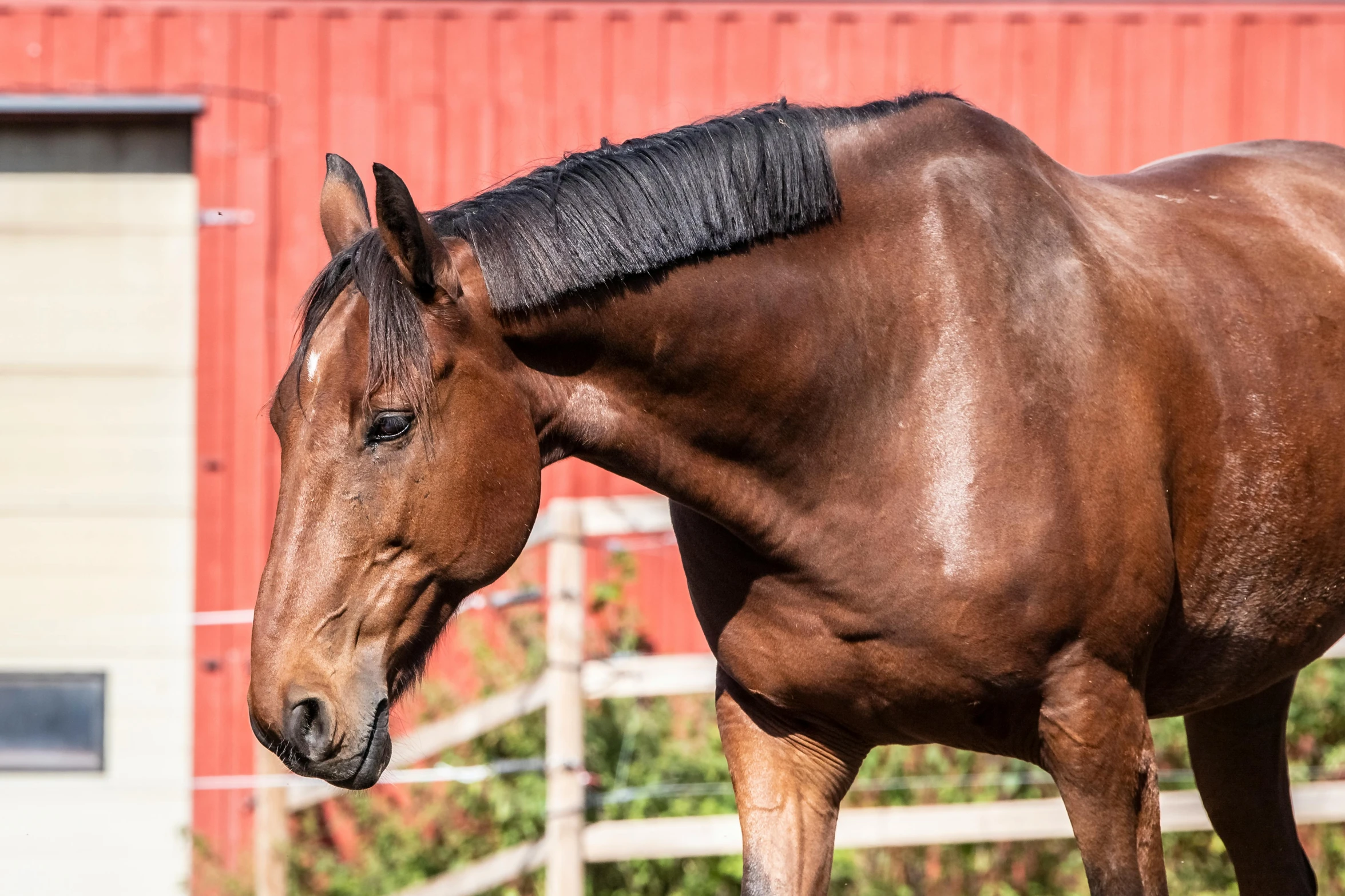 brown horse standing in front of an enclosure