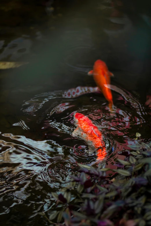 two red koi fish in pond with large pond plants