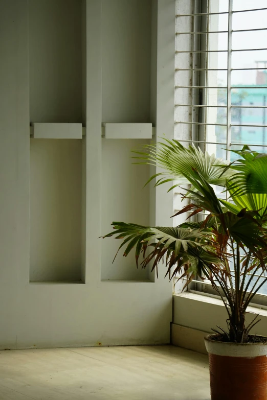 a plant sitting on the side of the road near a window