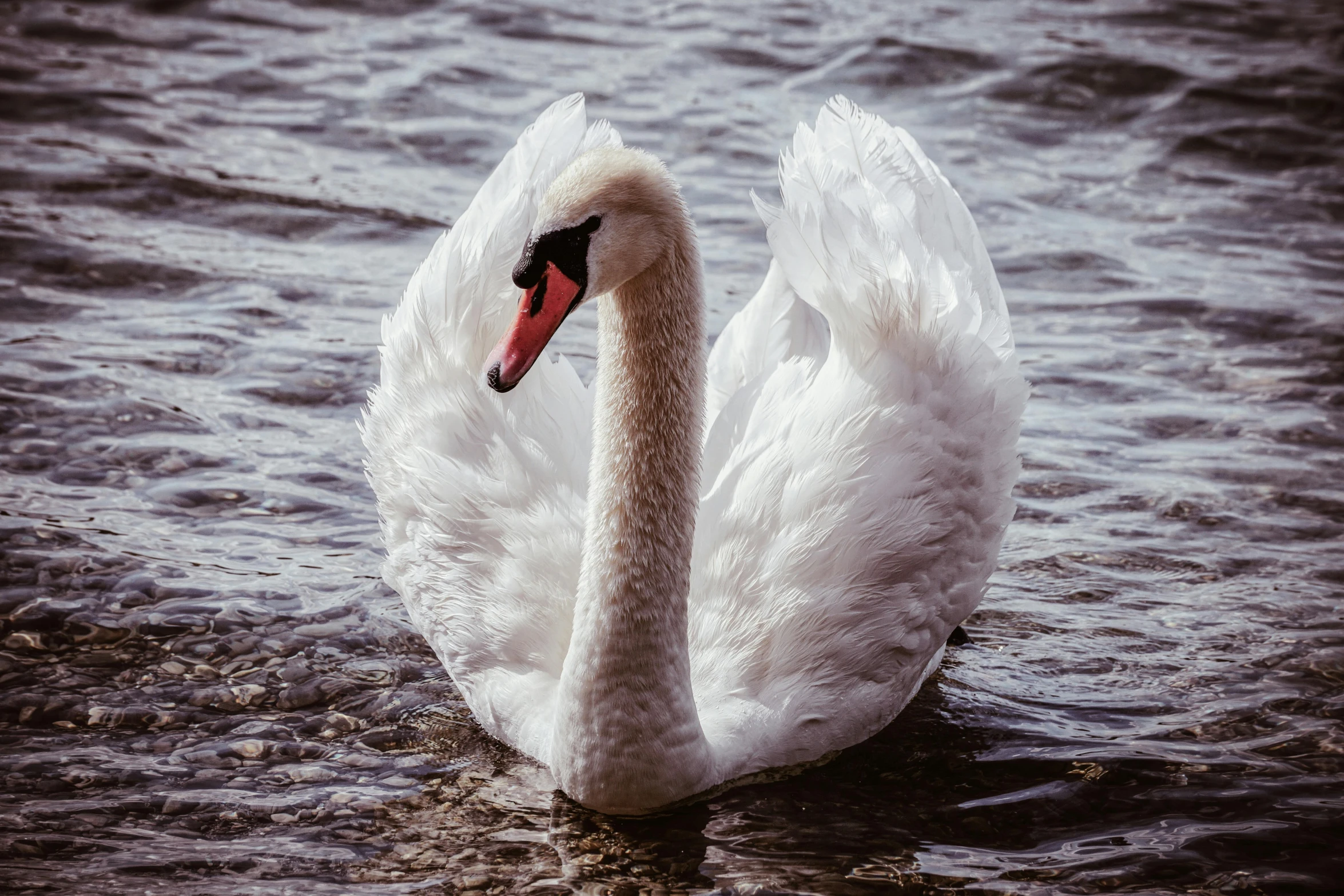 a swan swimming on a body of water