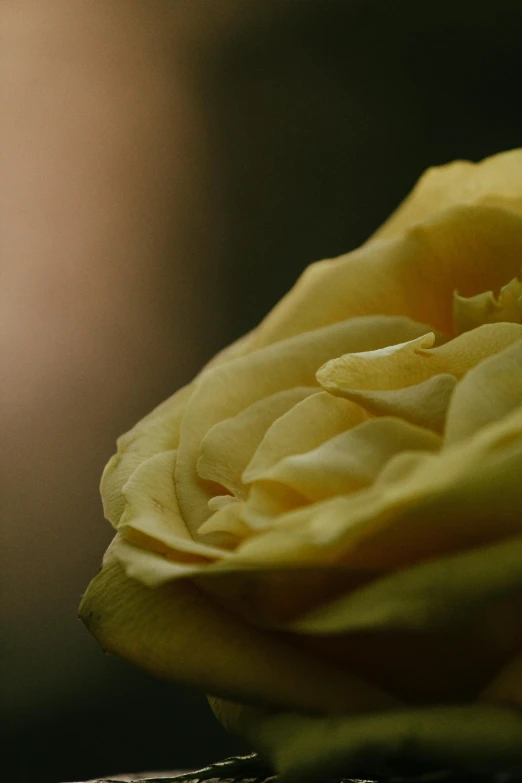 the flower is sitting on a table