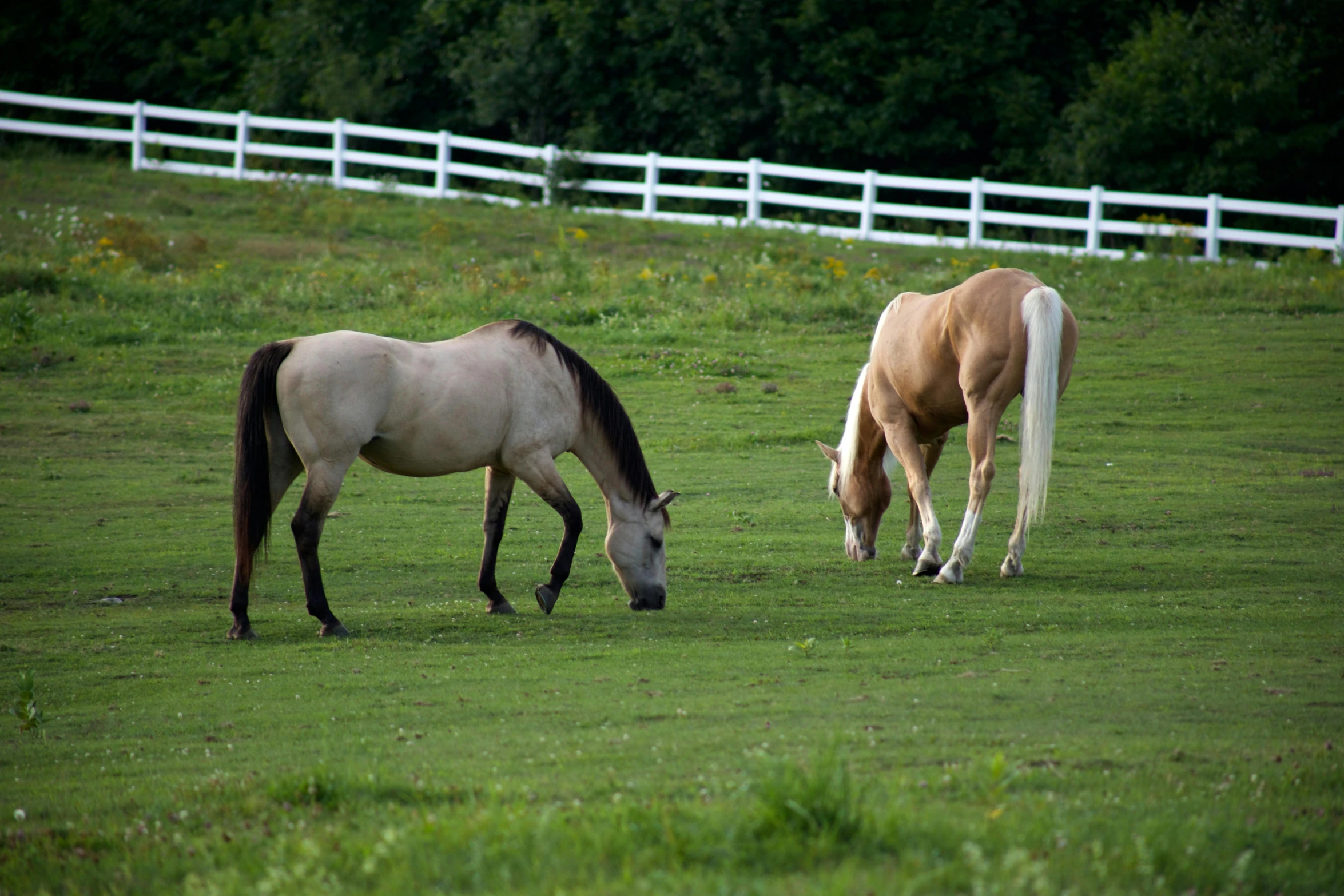 a couple of horses that are in the grass