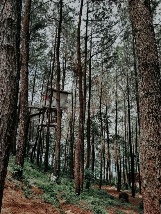 a couple of trees stand by a tree house