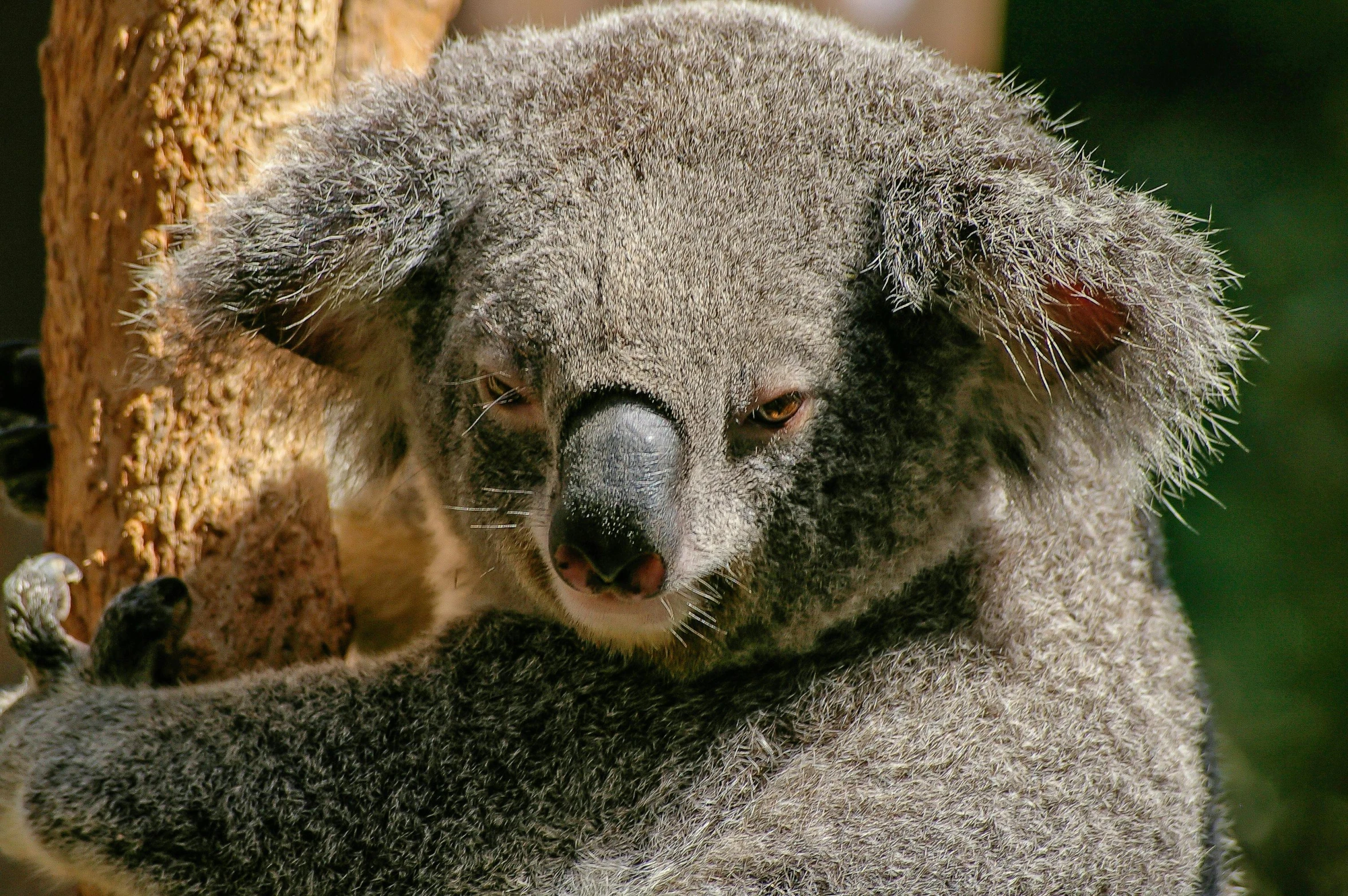 a koala standing up in front of a tree