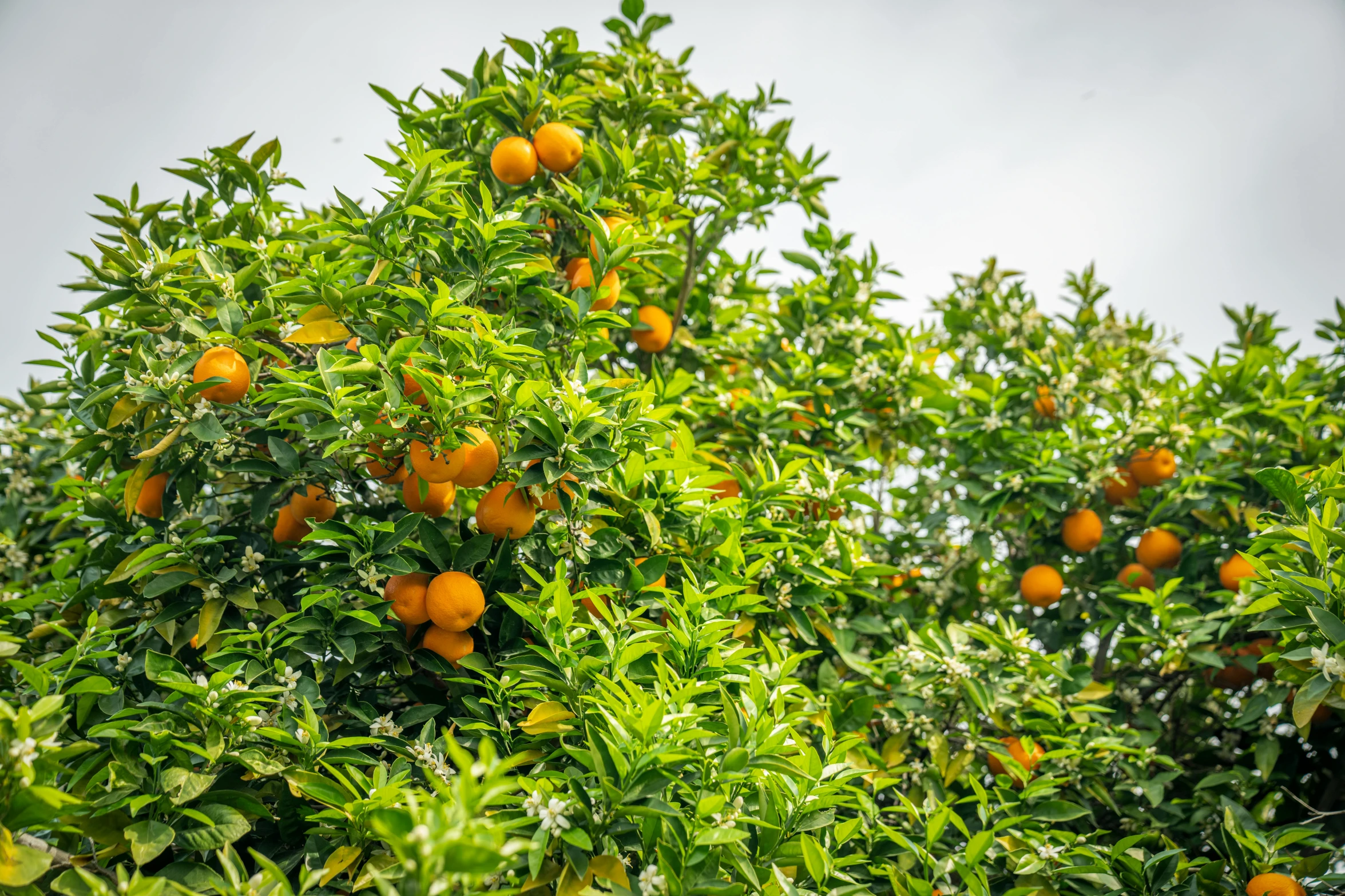 many oranges are growing on an orange tree