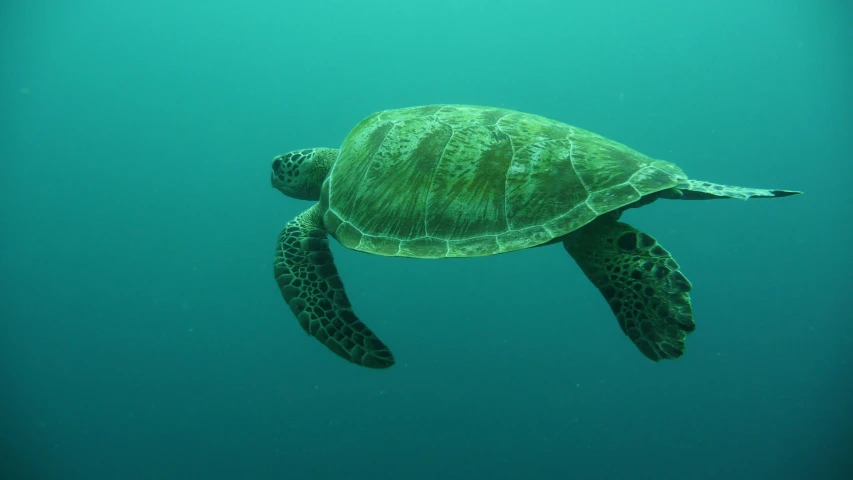 green sea turtle in deep blue water near surface