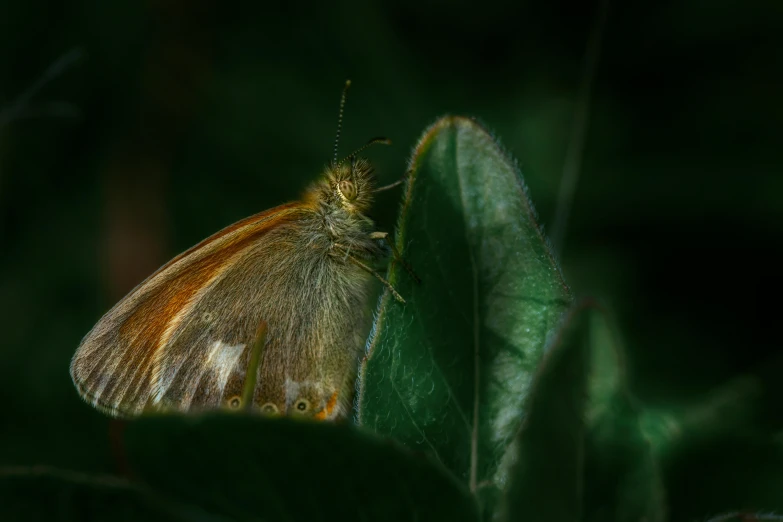 small erfly with light tan, gold and white wings resting on the top of green leaves