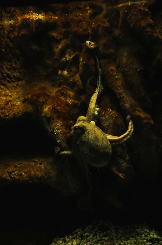 a frog crawling in water by a rocky wall