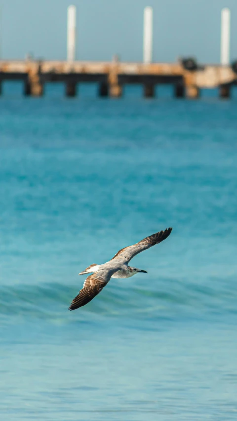 a bird flying over blue ocean water