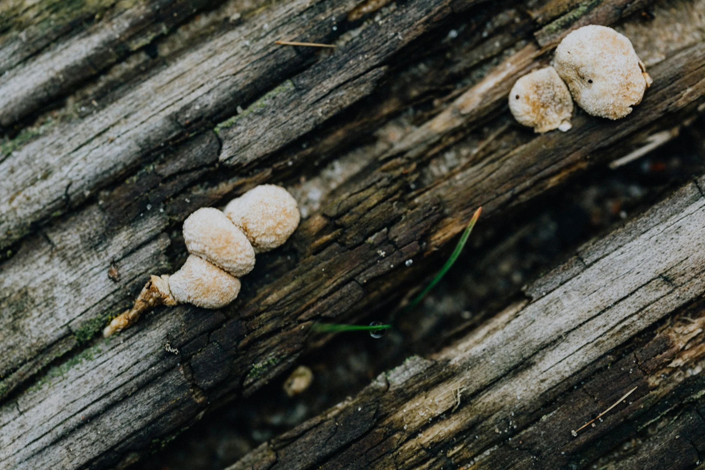 mushrooms on a wood plank are shown on the side of the wooden plank