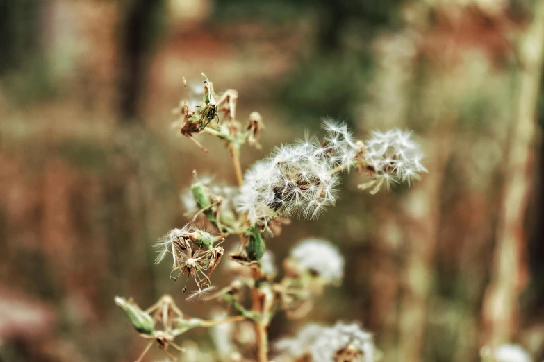 white flowers grow from the ground among green leaves