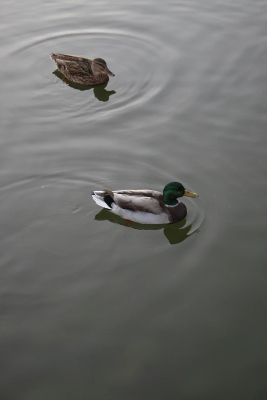 two ducks swim in the water near each other