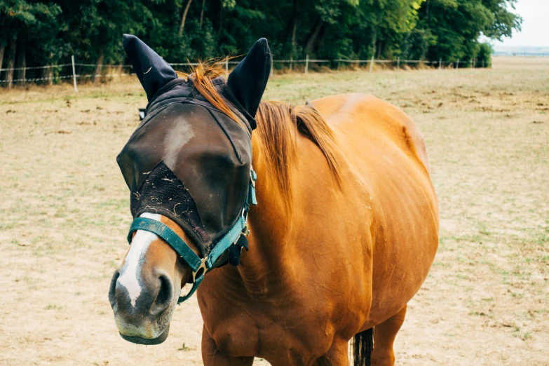 a large horse is standing outside in the grass