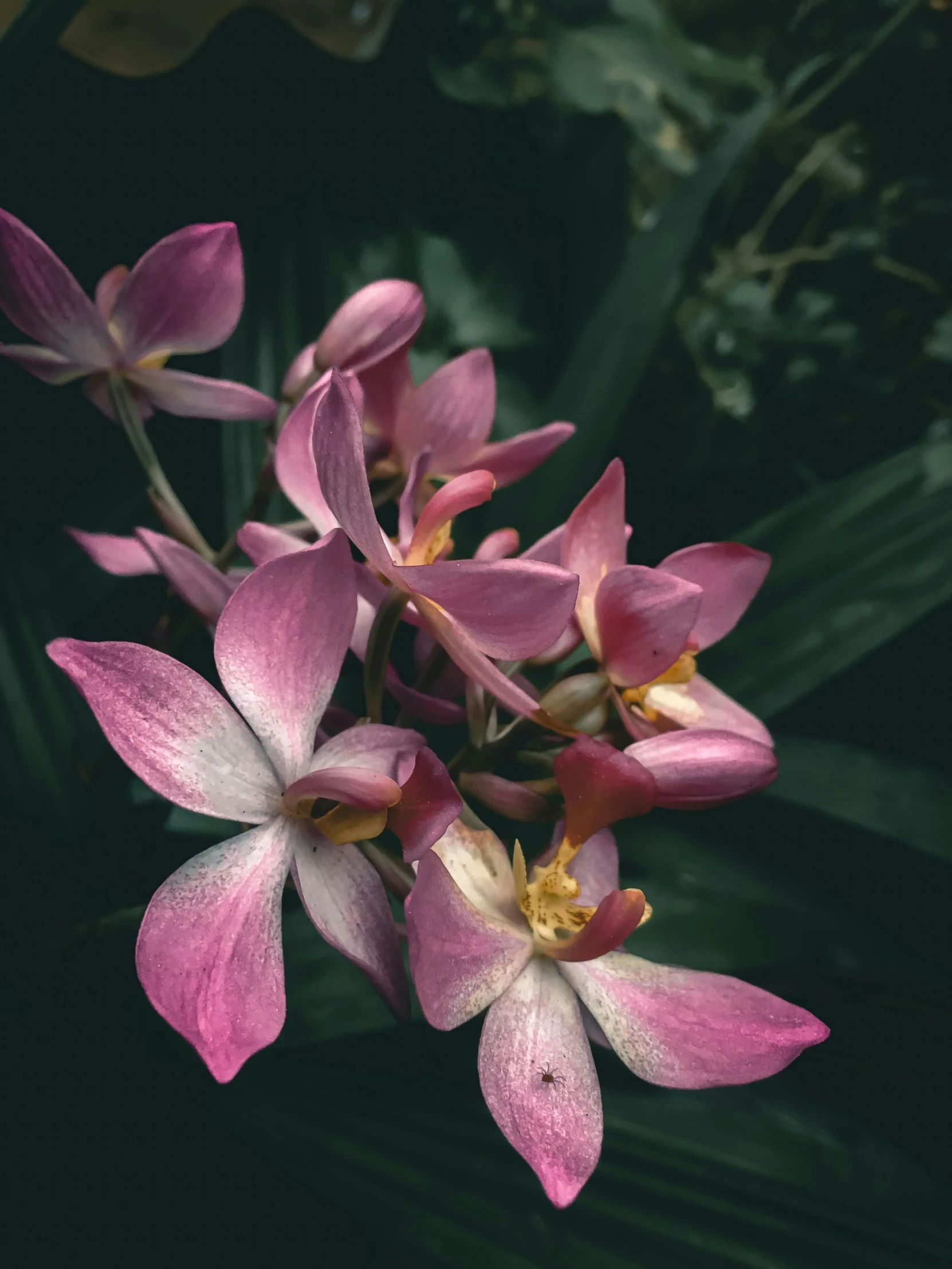 pink flowers in the middle of the plant