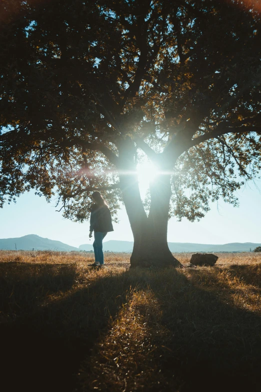 a person walking away from a tree with the sun shining behind them