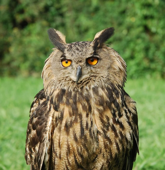 a large brown owl is perched on top of a stump