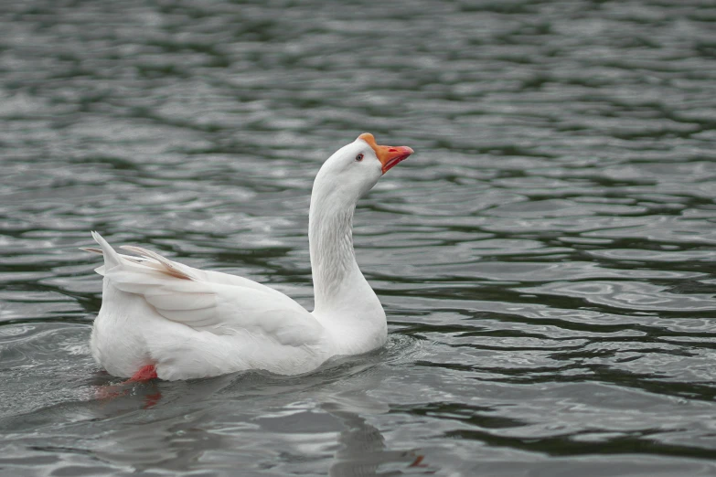 a white duck is floating on some water