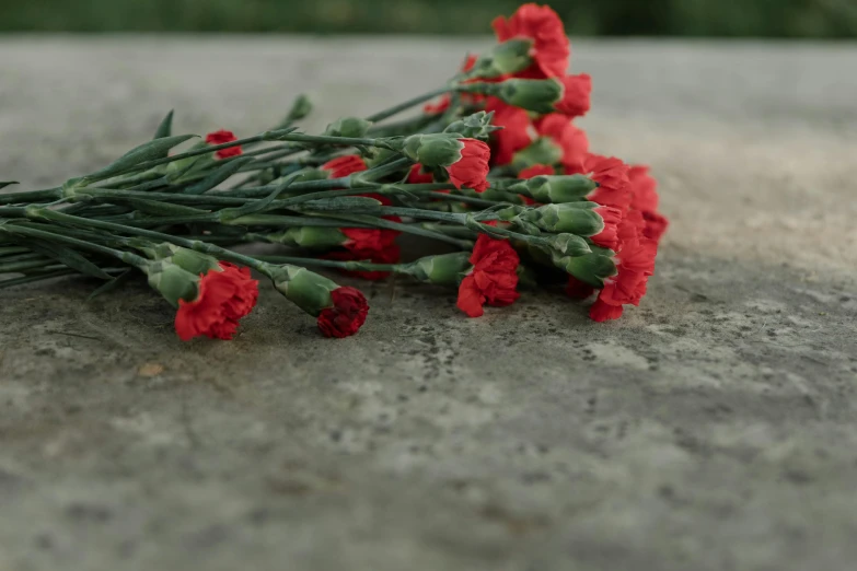 several flowers lying on cement with green stems