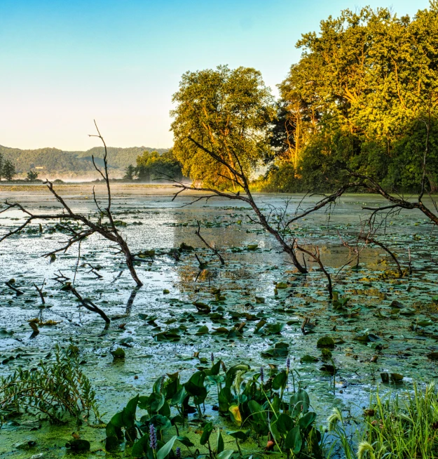 a view of the swamp and water at a beautiful sunset