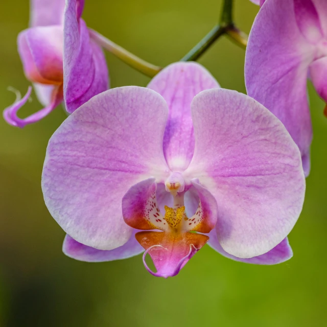 this is an image of two orchids together