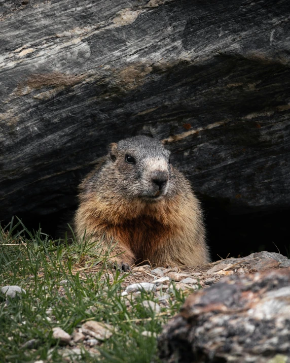there is a marmot that is hiding under the rock