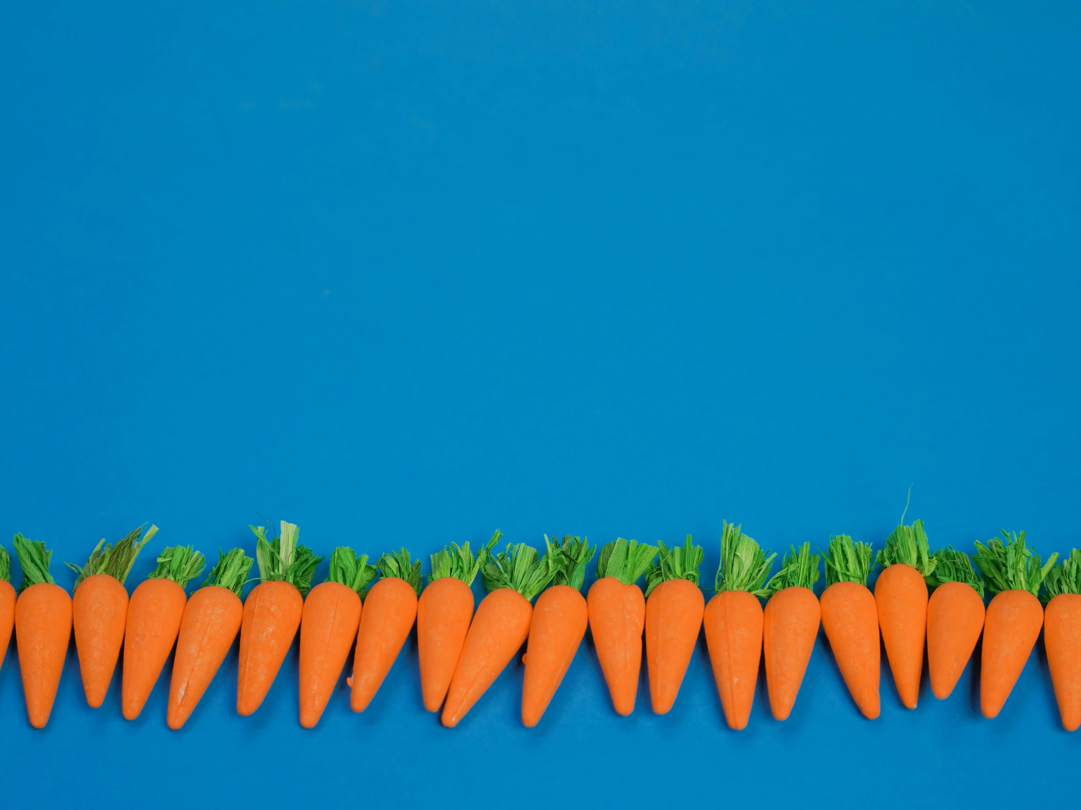 a row of fresh carrots arranged in one long row