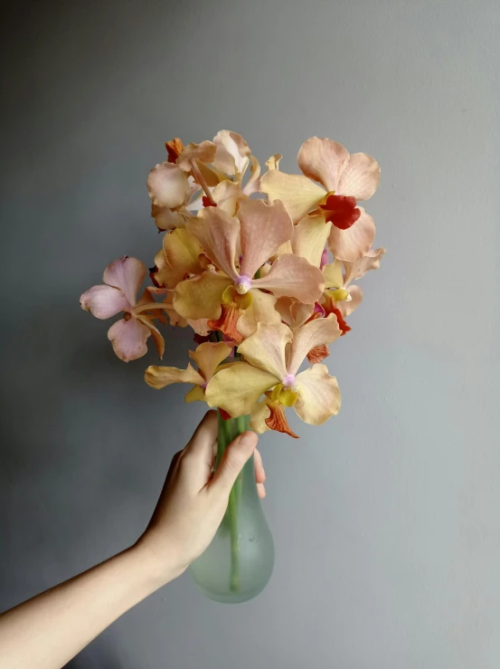 the flowers have been blooming and are being held by a person's hand