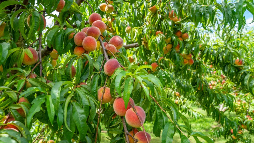 a bunch of trees with a few bunches of fruit on them