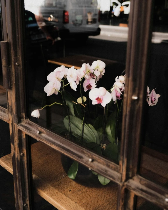 white flowers in a glass display case on a shelf