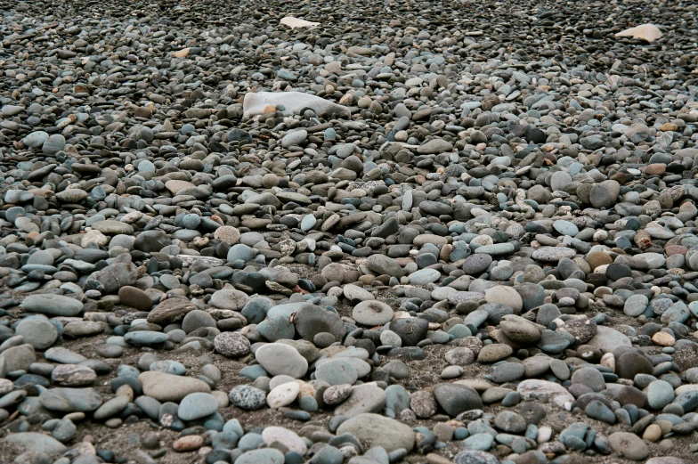 there is a white bird sitting on rocks