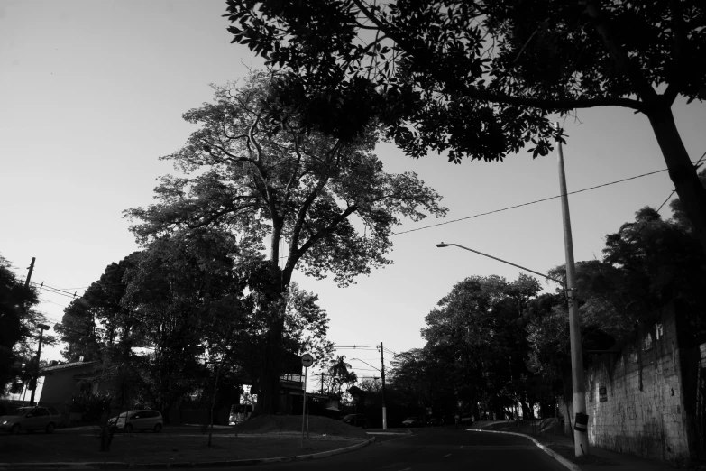 the trees are in black and white but not very large