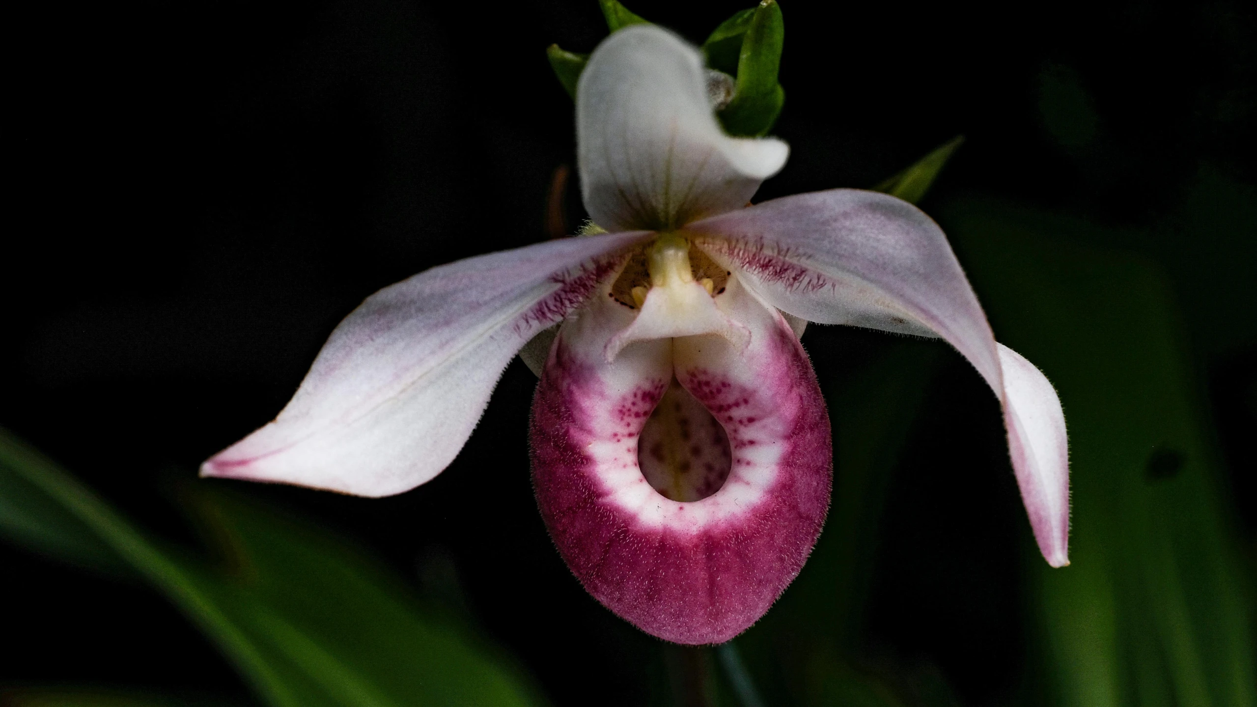 an orchid that is still blooming sitting on some grass