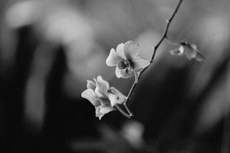 a single flower sits on the back of a chair